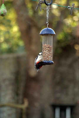 Greater Spotted Woodpecker on Peanuts 02
