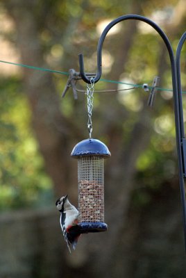 Greater Spotted Woodpecker on Peanuts 03