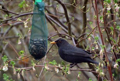 Male Blackbird about to Feed