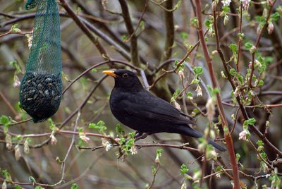 Male Blackbird about to Feed 02