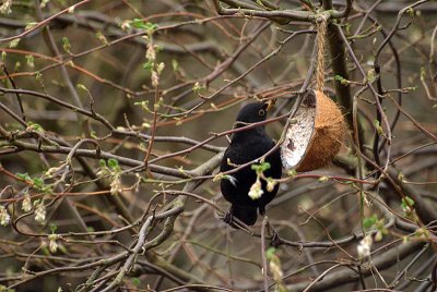 Male Blackbird at Coconut 04