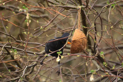 Male Blackbird at Coconut 06