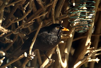 Male Blackbird at Fat Ball