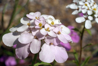 Pale Pink Flowers with Yellow Stamen