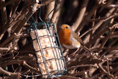 Robin Feeding - Erithacus Rubecula 04