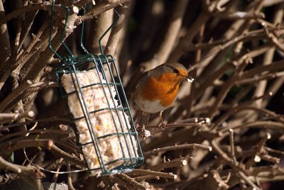 Robin Feeding - Erithacus Rubecula 05