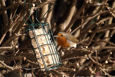 Robin Feeding - Erithacus Rubecula 09