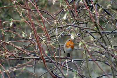 Robin on Twig - Erithacus Rubecula