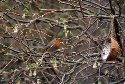 Robin on Twig - Erithacus Rubecula 02