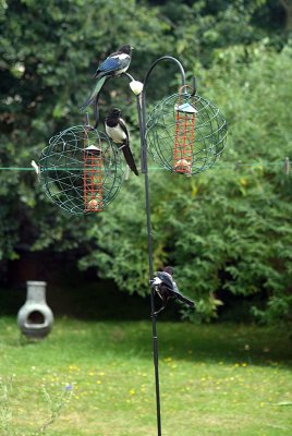 Three Magpies Feeding - Pico Pico 01