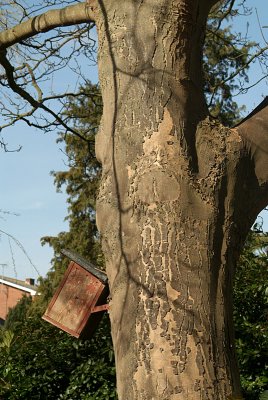 Tree Trunk with Bird Box