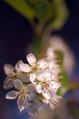 White Blossom 02