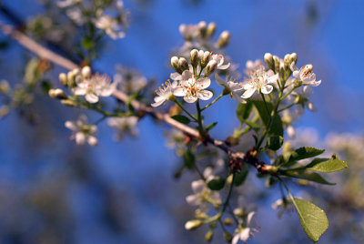 White Blossom 03