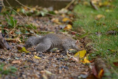 Young Grey Squirrel 36