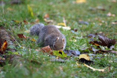 Young Grey Squirrel 40