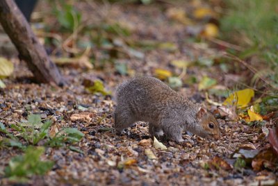 Young Grey Squirrel 41