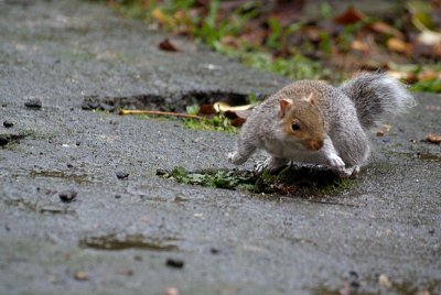 Young Grey Squirrel 42