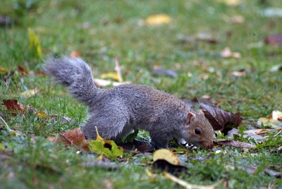 Young Grey Squirrel 43
