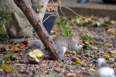 Young Grey Squirrel Eating 08
