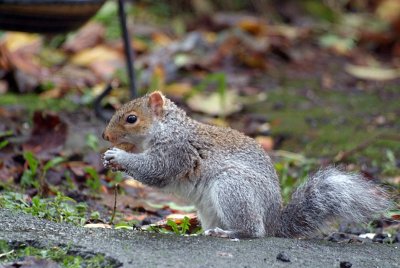 Young Grey Squirrel Eating 09