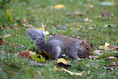 Young Grey Squirrel Eating 11