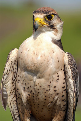 Lanner Falcon - Falco Biarmicus