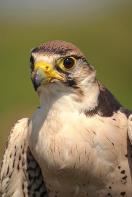 Lanner Falcon - Falco Biarmicus 02