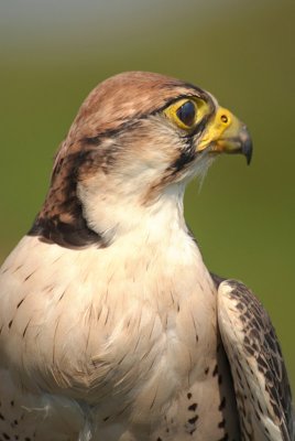 Lanner Falcon - Falco Biarmicus 03