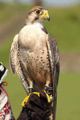 Lanner Falcon Perched on Falconers Glove - Falco Biarmicus