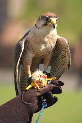 Lanner Falcon Perched on Falconers Glove - Falco Biarmicus 02