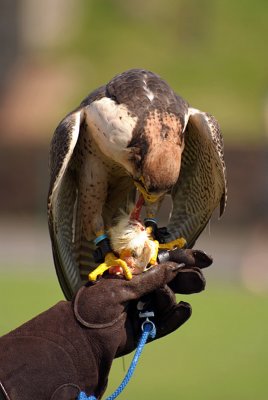 Lanner Falcon Perched on Falconers Glove - Falco Biarmicus 04