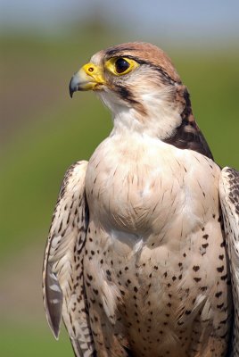 Lanner Falcon - Falco Biarmicus 05