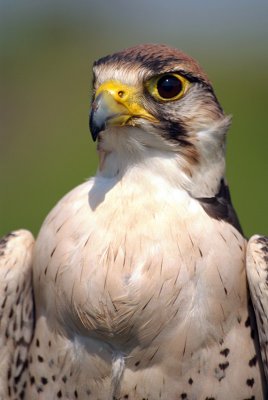 Lanner Falcon - Falco Biarmicus 06