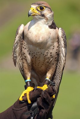 Lanner Falcon Perched on Falconer's Glove - Falco Biarmicus 05