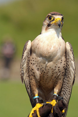 Lanner Falcon Perched on Falconer's Glove - Falco Biarmicus 06