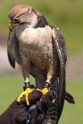 Lanner Falcon Perched on Falconer's Glove - Falco Biarmicus 07