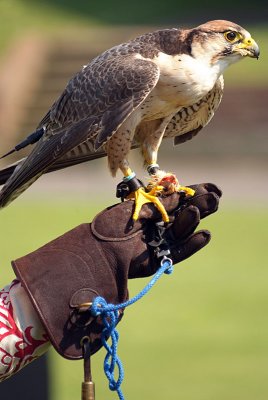 Lanner Falcon Perched on Falconer's Glove - Falco Biarmicus 09