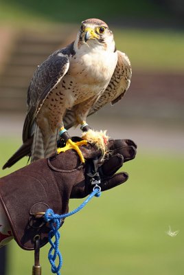 Lanner Falcon Perched on Falconer's Glove - Falco Biarmicus 10