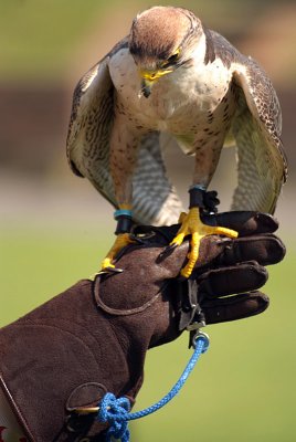 Lanner Falcon Perched on Falconer's Glove - Falco Biarmicus 11