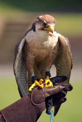 Lanner Falcon Perched on Falconer's Glove - Falco Biarmicus 12