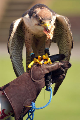 Lanner Falcon Perched on Falconer's Glove - Falco Biarmicus 13