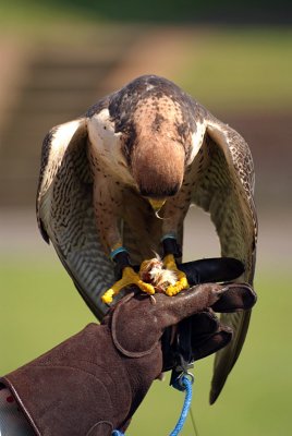 Lanner Falcon Perched on Falconer's Glove - Falco Biarmicus 14