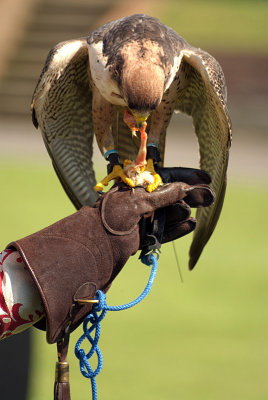 Lanner Falcon Perched on Falconer's Glove - Falco Biarmicus 15