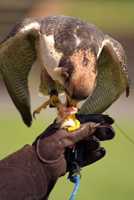 Lanner Falcon Perched on Falconer's Glove - Falco Biarmicus 17