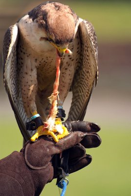 Lanner Falcon Perched on Falconer's Glove - Falco Biarmicus 18