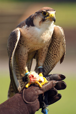 Lanner Falcon Perched on Falconer's Glove - Falco Biarmicus 19