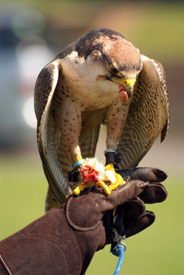 Lanner Falcon Perched on Falconer's Glove - Falco Biarmicus 20