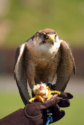 Lanner Falcon Perched on Falconer's Glove - Falco Biarmicus 21