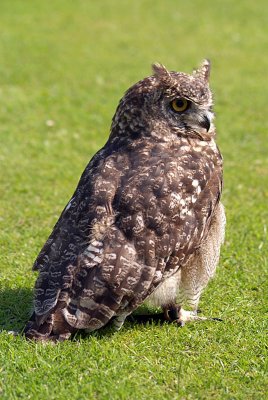 Little Owl on Grass - Athene Noctua.jpg