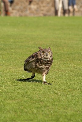 Little Owl on Grass - Athene Noctua 03
